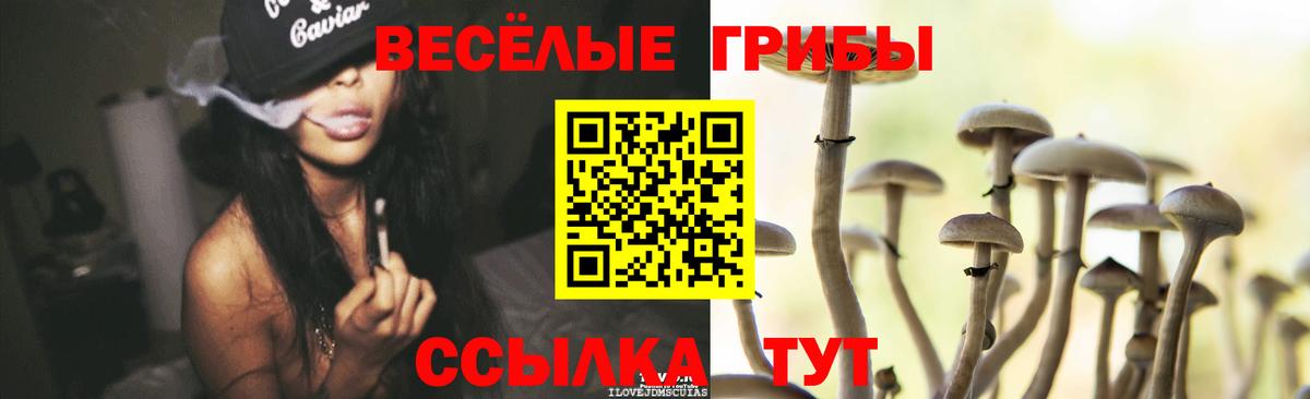 наркота  Вход с VPN  Гай  Галлюциногенные грибы мухоморы  Псилоцибиновые грибы Psilocybe 